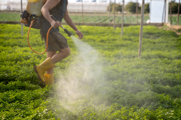 Best Pest Inspection Near Me  in Franklinton, LA