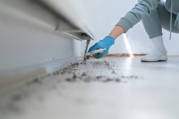 Best Bed Bug Extermination  in Franklinton, LA